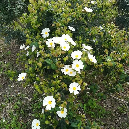 Su Murdegu B&B 칼리아리